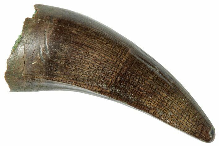 Fossil Crocodilian Tooth - Judith River Formation #263851